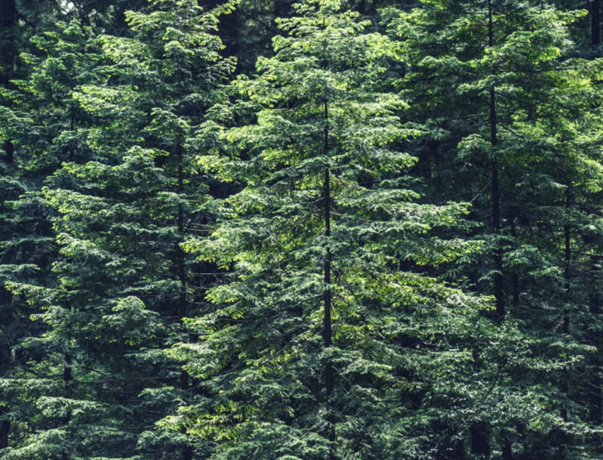Image of trees
